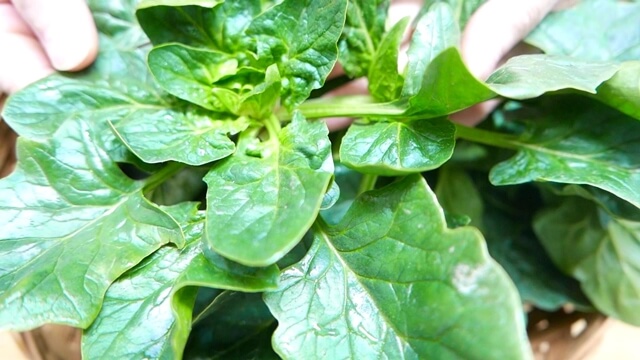 시금치 건강 정보와 활용법