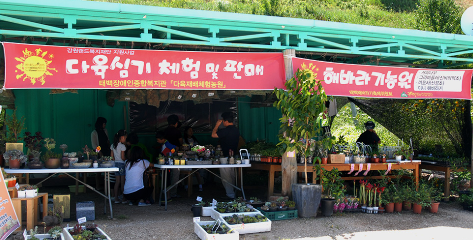 태백 해바라기 축제 2025 일정 및 즐길 거리 총정리!