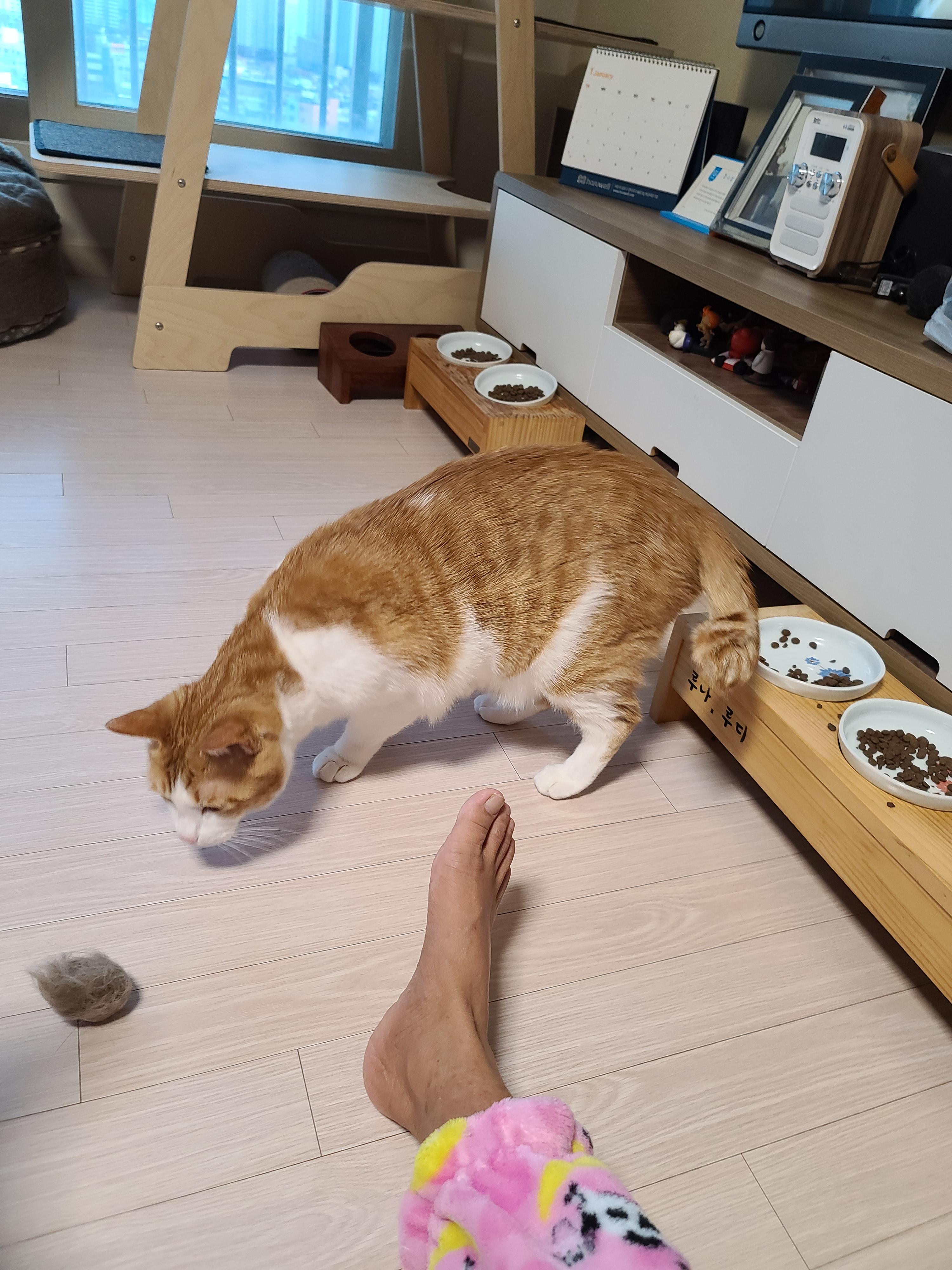 고양이들 털빗기..아니 고양이들 털공만들기.