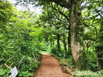 제주 비자림 숲속 산책로 여름 피서지 추천 장소_11