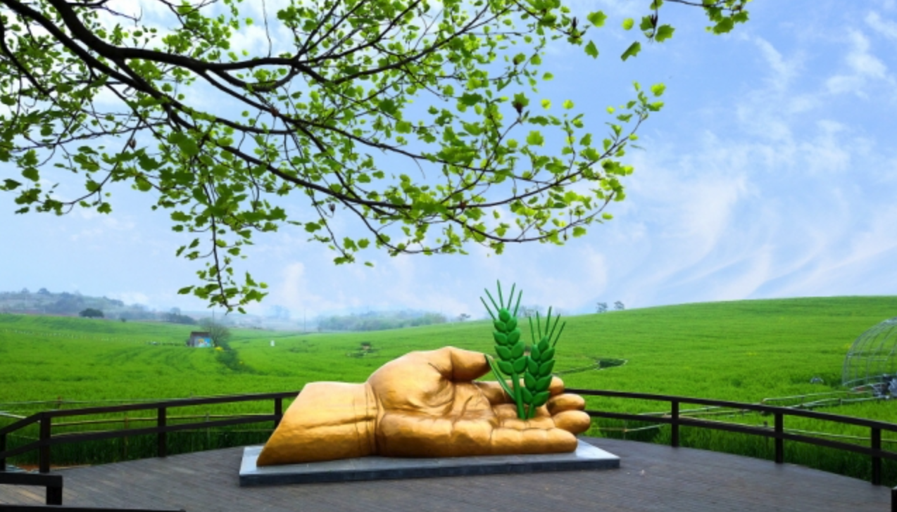 고창-청보리밭-축제