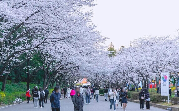 광주 중외공원 벚꽃 축제
