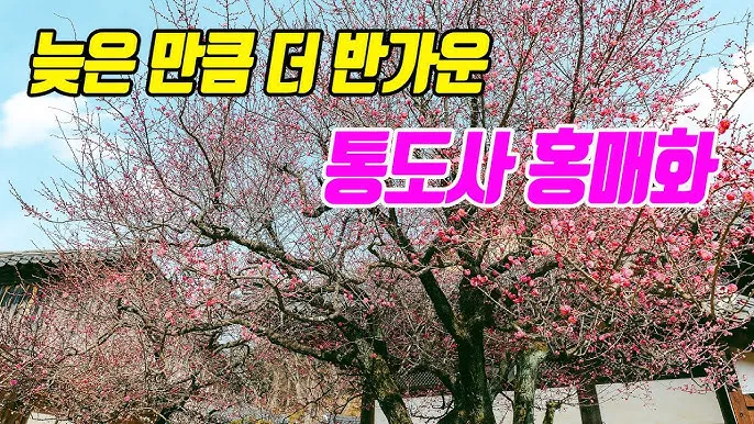 통도사 홍매화 개화시기 현황 2025년_7