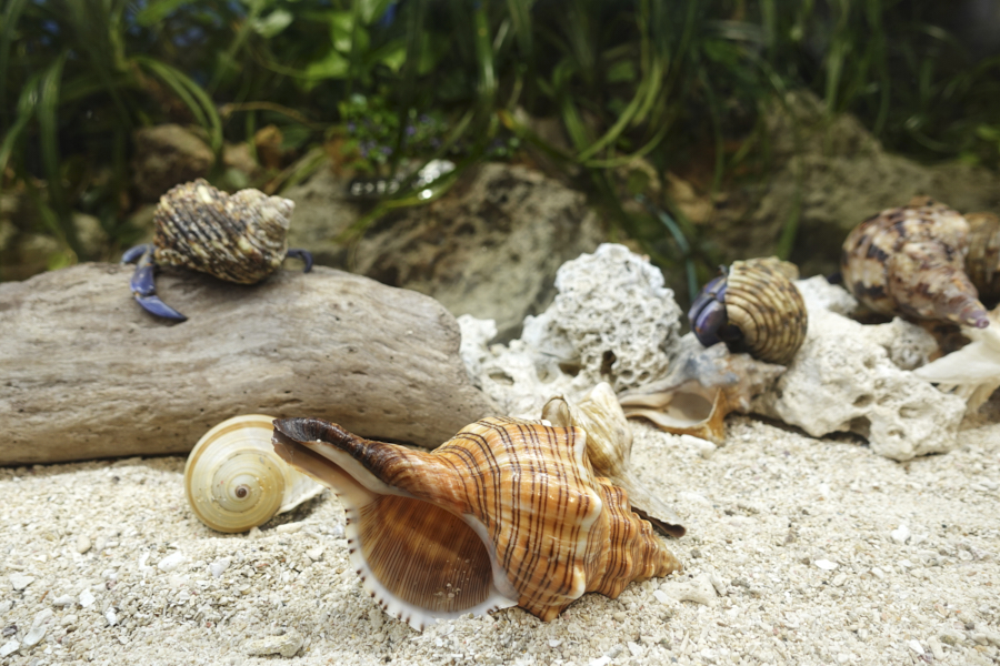 오키나와 츄라우미 수족관 해양생물들