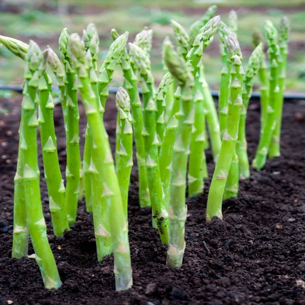아스파라거스