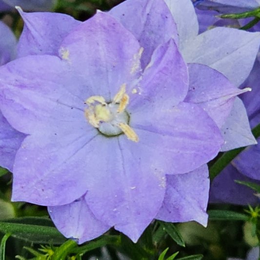 상견례선물추천