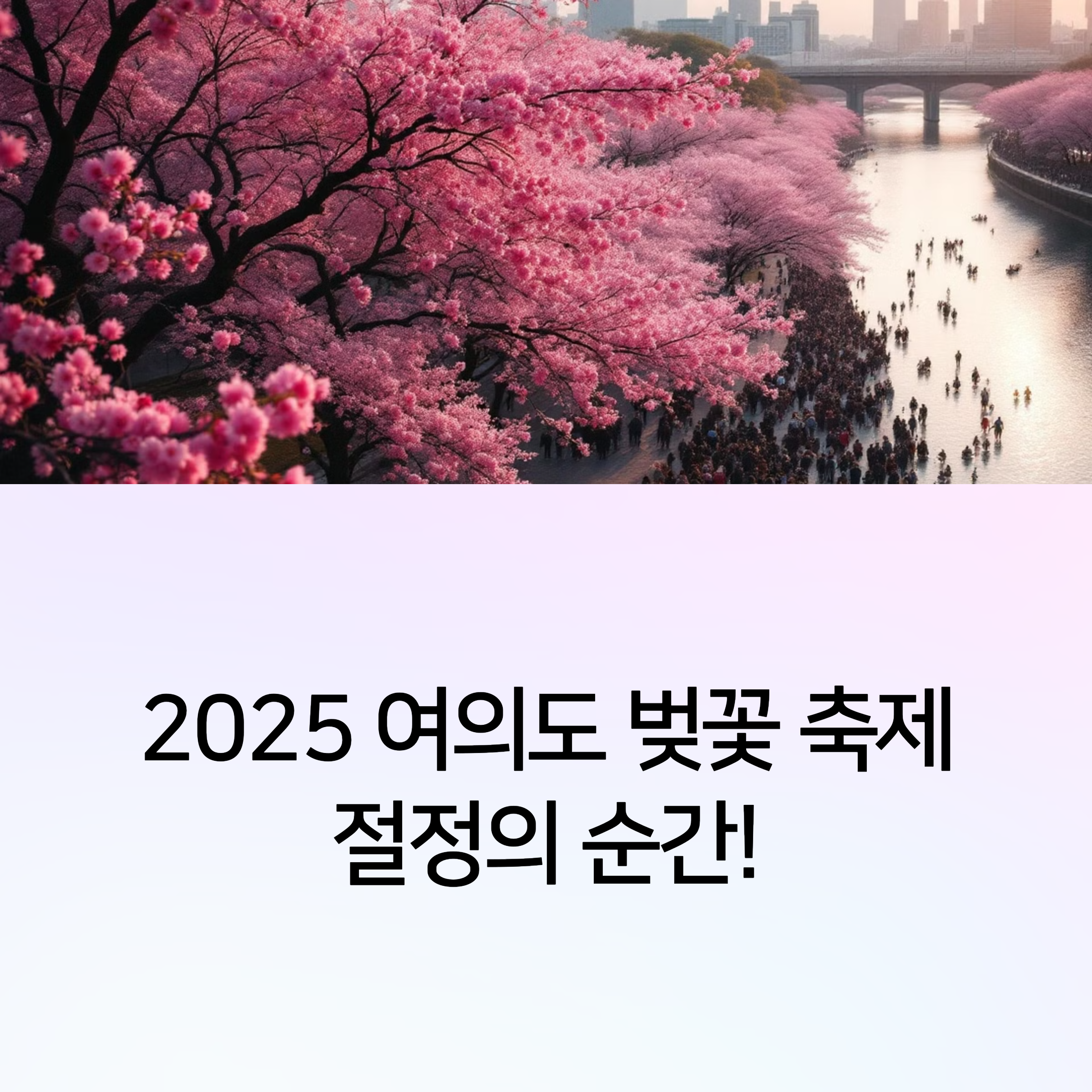 2025 여의도 벚꽃 4월 8일 절정! 지금 가야 할 이유 썸네일 이미지