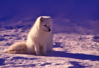 겨울철 무우보관법