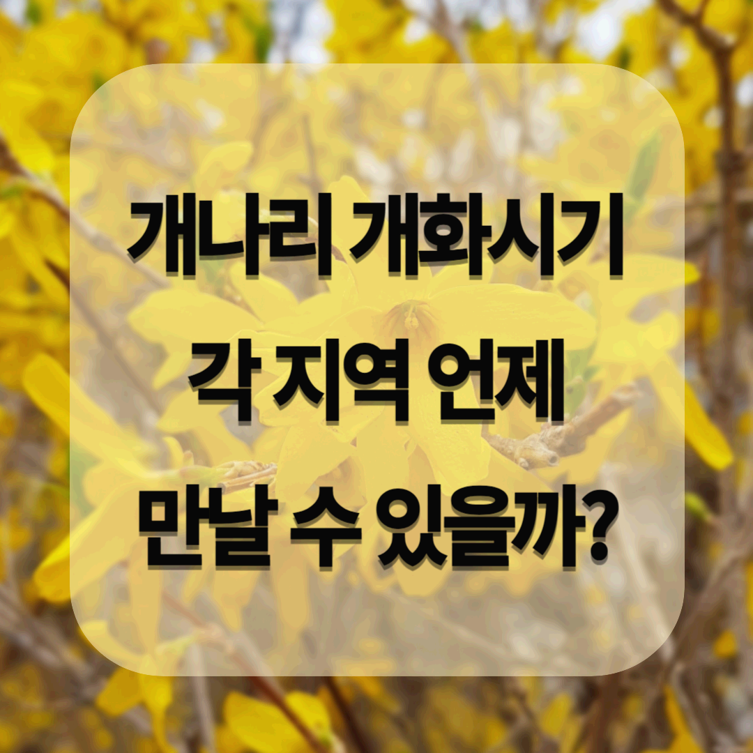 개나리 개화 시기 지역별 언제 만날 수 있을까?