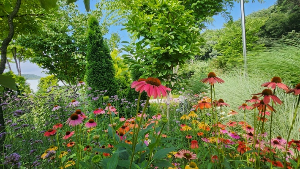 용인 자작나무숲 수국축제