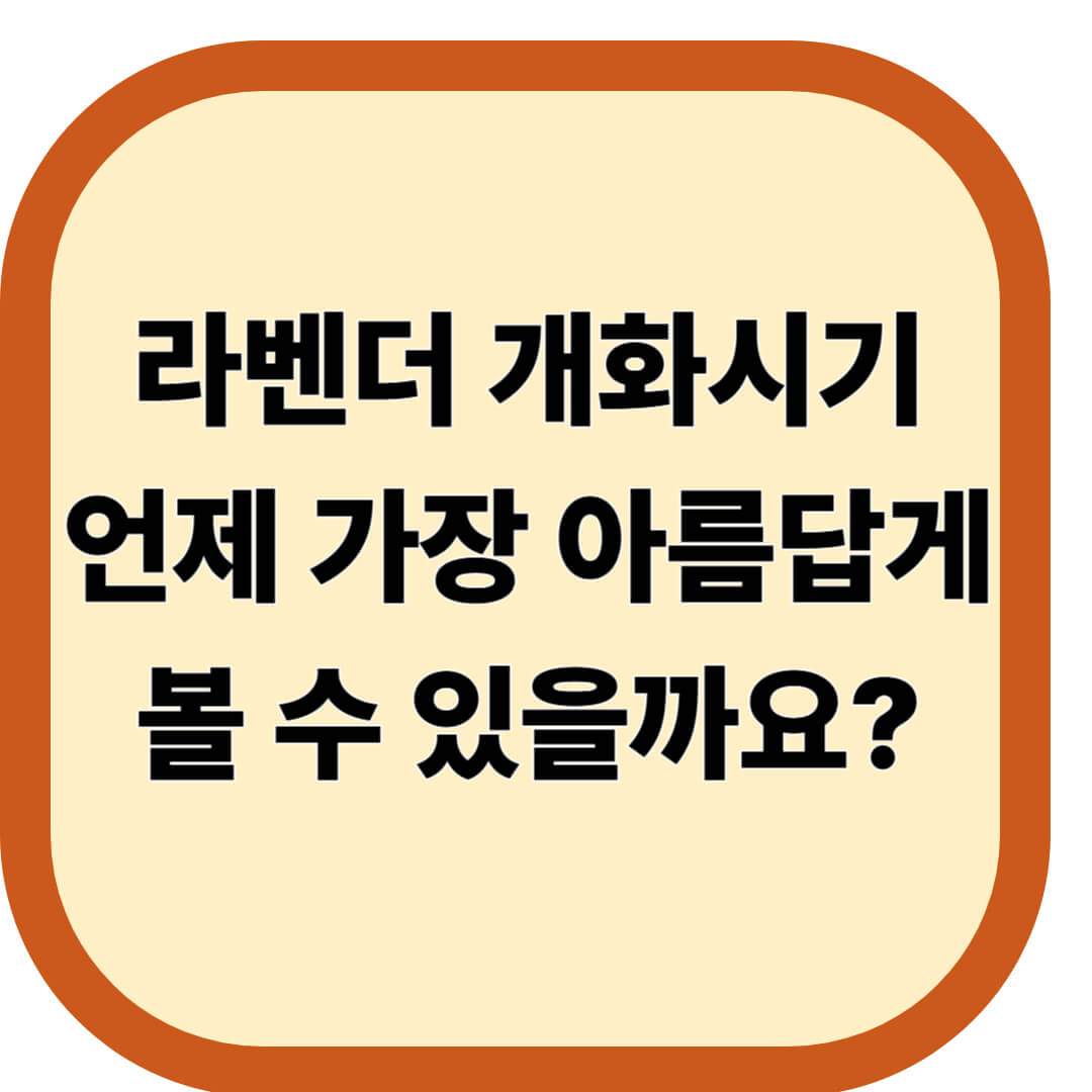라벤더 개화시기
