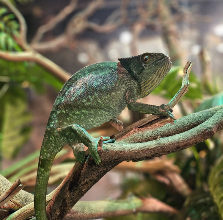 가평 신비동물원