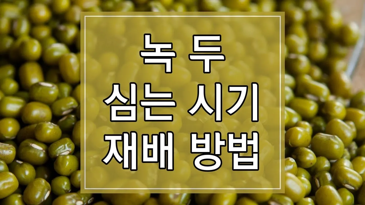 녹두 재배 직파 심기 병해 예방 수확 건조_4