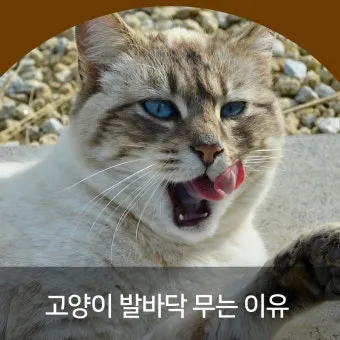 고양이가 발 핥는 이유_7