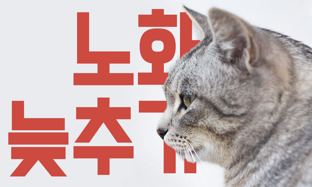 고양이-노화