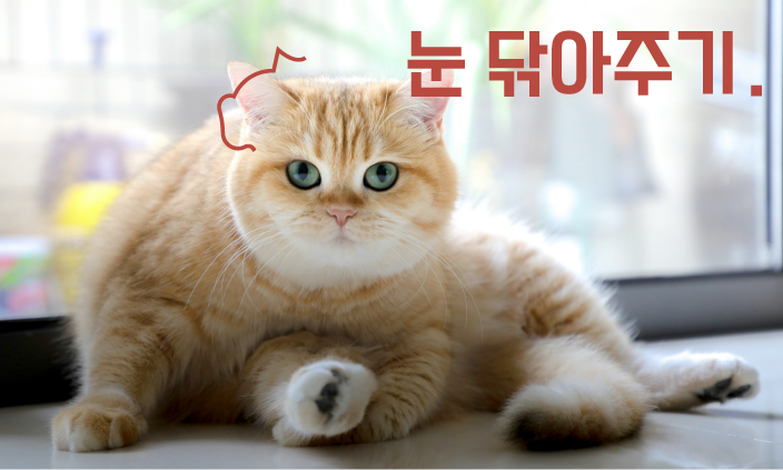 고양이-눈관리