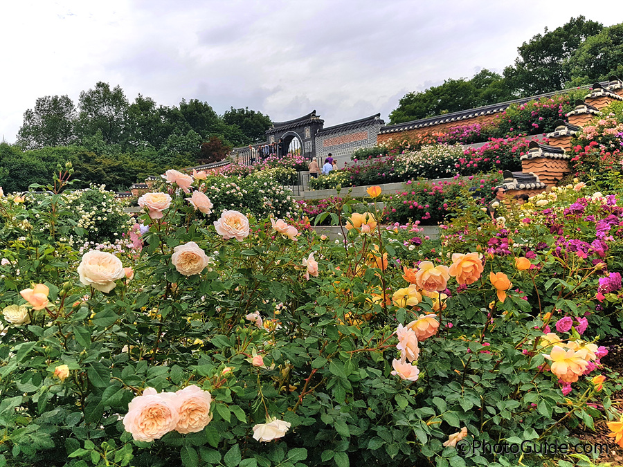 전주수목원장미