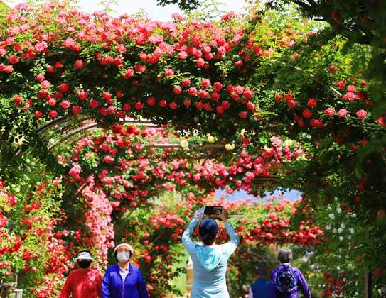 서울 중랑 장미공원