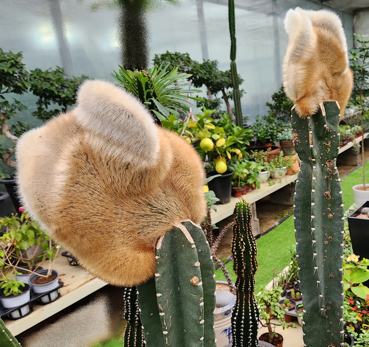 밍크선인장