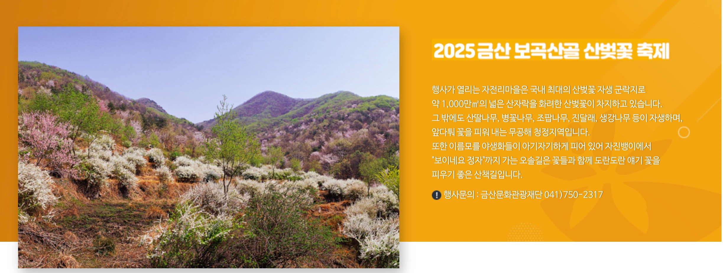 금산 보곡산골 산벚꽃 축제