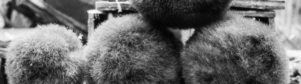 마리모 키우기: 마리모 수명