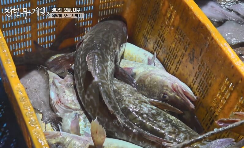 전현무계획2 인천 도화동 생대구탕 맛집 용인정
