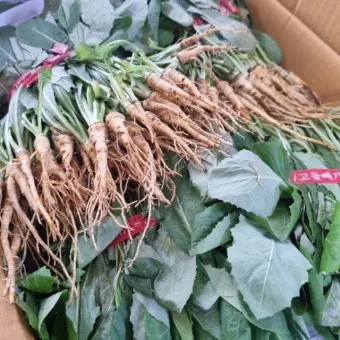 고들빼기 김치 맛나게 담는법 초보도 쉽게 따라하는 집밥 비법에 대한 절임비율_13