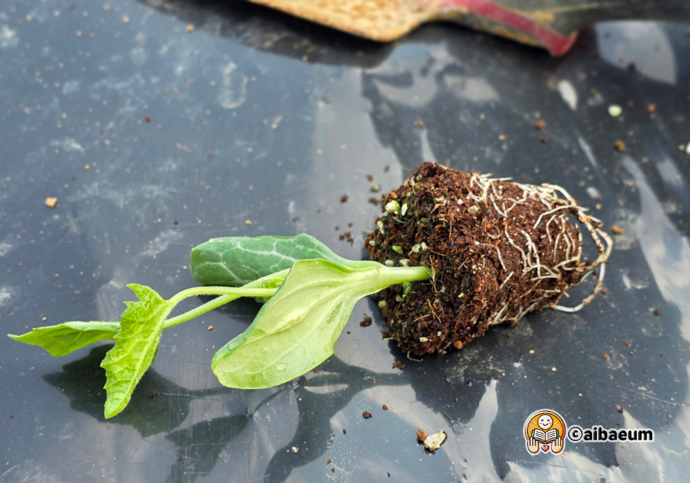 ai_5_수세미모종이식하기