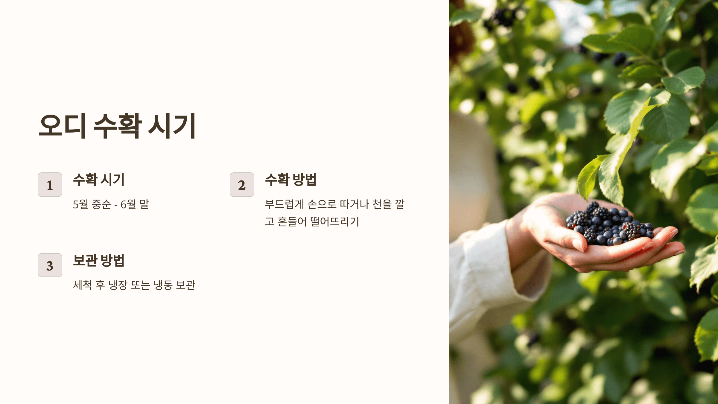 오디 사진입니다.