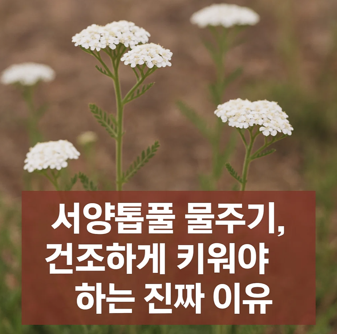 서양톱풀 물주기, 건조하게 키워야 하는 진짜 이유