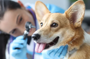 강아지 중이염/출처:어도비스톡
