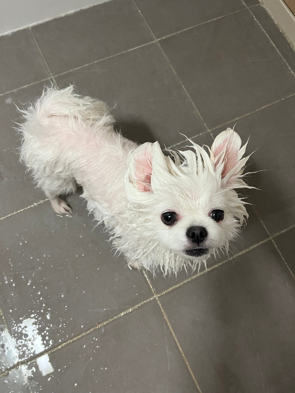 목욕하는_강아지