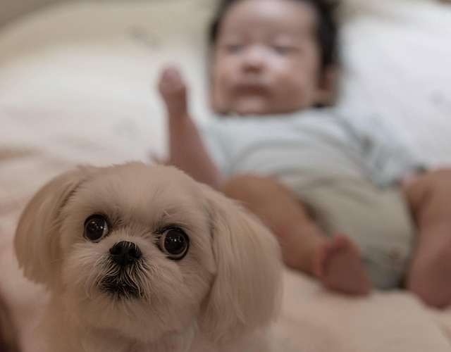 잠든 아기와 바라보는 강아지