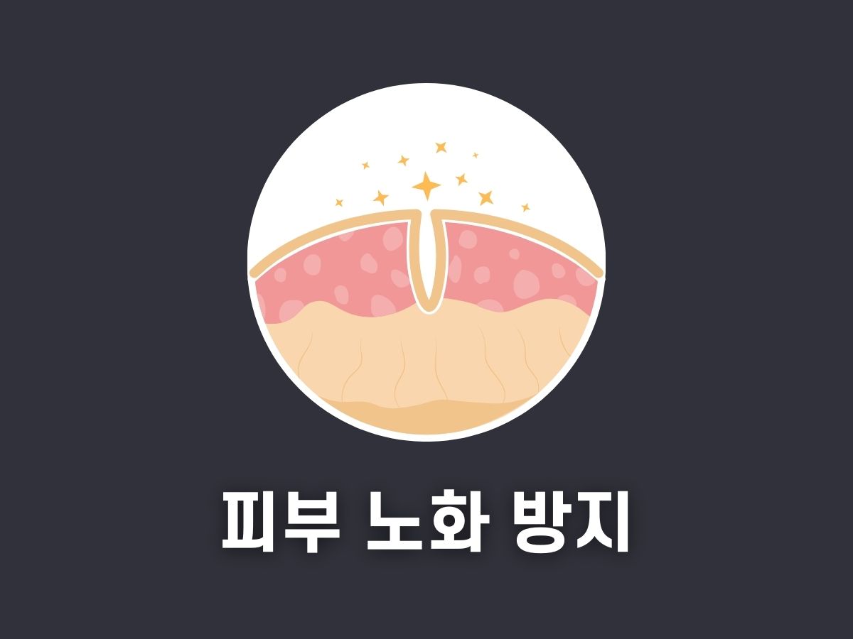 피부 노화 방지