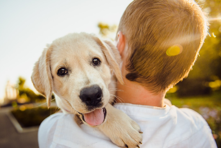 2023년 개띠 운세