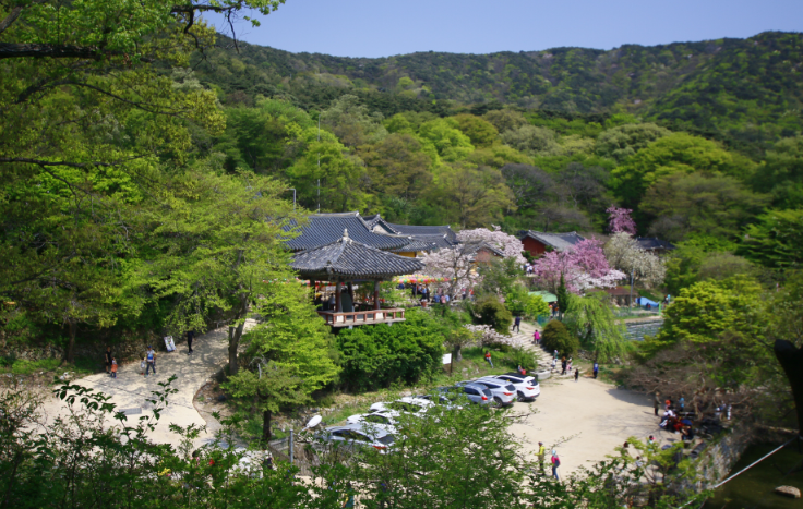 서산 개심사 겹벚꽃·청벚꽃 개화상황