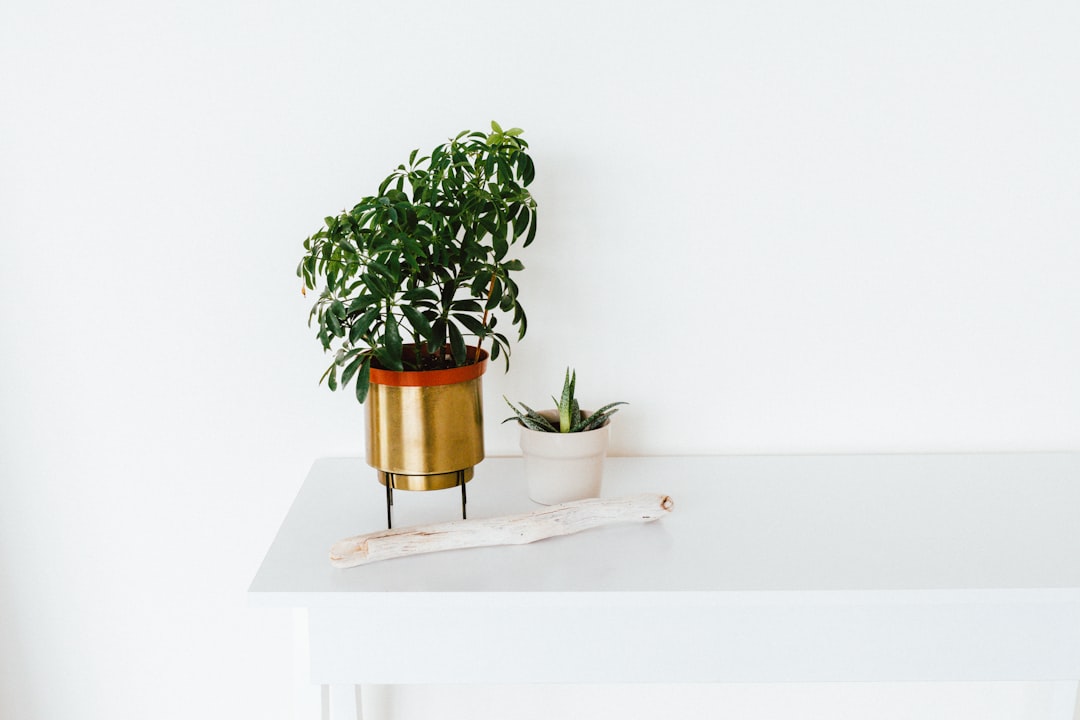 Plants