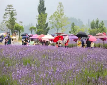 무릉 별유천지 라벤더 축제_4