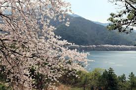 경상남도 밀양 삼랑진 앙태공원 벚꽃 명소 베스트 5 벚꽃시기 만개시기 드라이브 코스