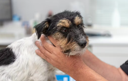 진료중인 강아지