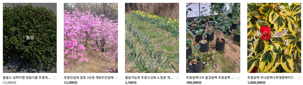 6시내고향 두메부추 자생식물 세종 연동면 세종약초원 정보