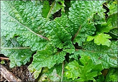 곰보배추 효능&amp;#44; 먹는 법 총정리 