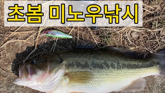 미노우낚시 공략 농어 서풍 강한 날 얕은 여밭과 트위칭 방법_5