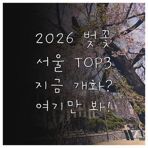 2026 서울 벚꽃 명소 TOP 3와..