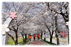 응천십리벚꽃길