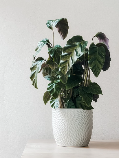 초보자도 쉽게 키우는 공기정화 식물