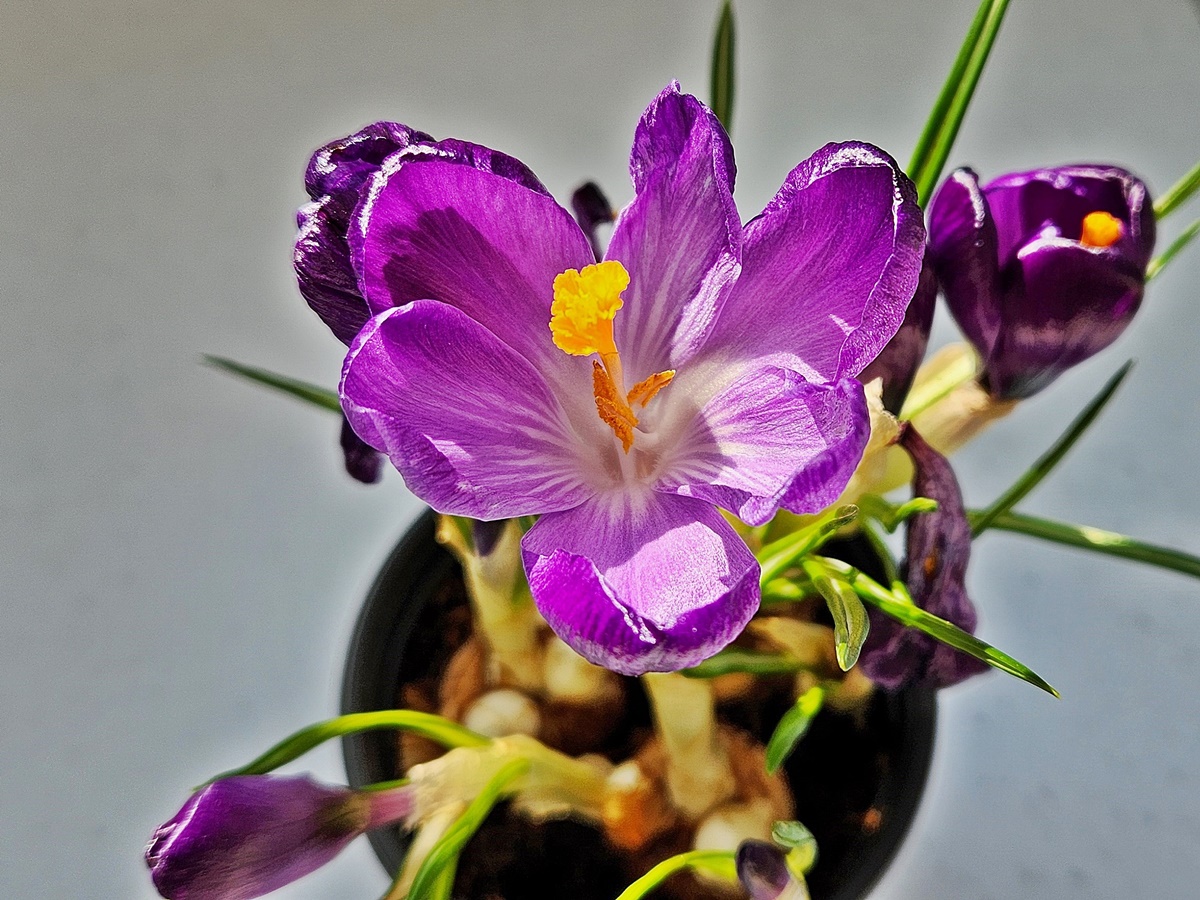 크로커스 Crocus