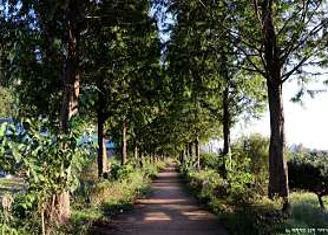 공주 메타세콰이어길