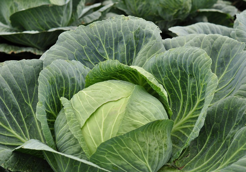 역류성식도염좋은음식