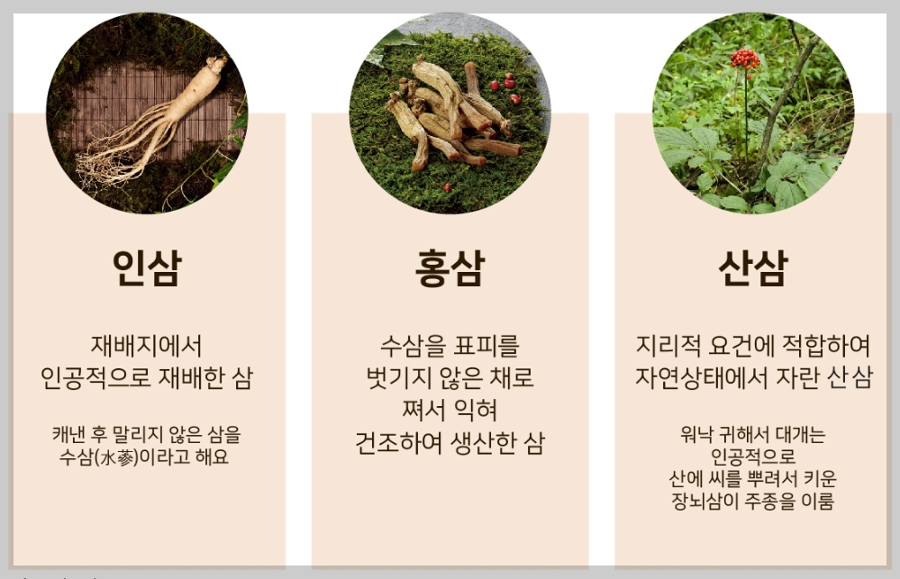 인삼 홍삼 산삼 차이(출처 고철남 홍삼)